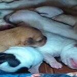 Mãe do ano: cadela dá à luz oito filhotes e adota mais 4 pitbulls em Campo Grande