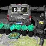 Polícia apreende droga escondida em galões de massa plástica dentro de ônibus em Amambai