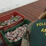 Polícia deflagra Operação Bocaiúva contra o tráfico de animais