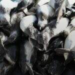 Quase 600 pinguins são encontrados mortos no Litoral de SC após passagem de ciclone