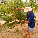 Apaixonado pelo campo, Arnaldo plantou mil árvores frutíferas em avenida de Campo Grande