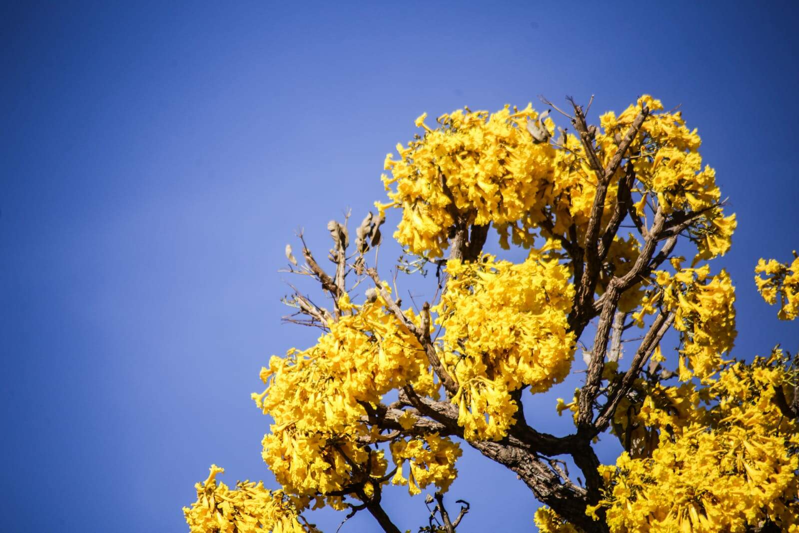Afetados pelas mudanças climáticas, ipês-amarelos florescem mais cedo em Campo Grande