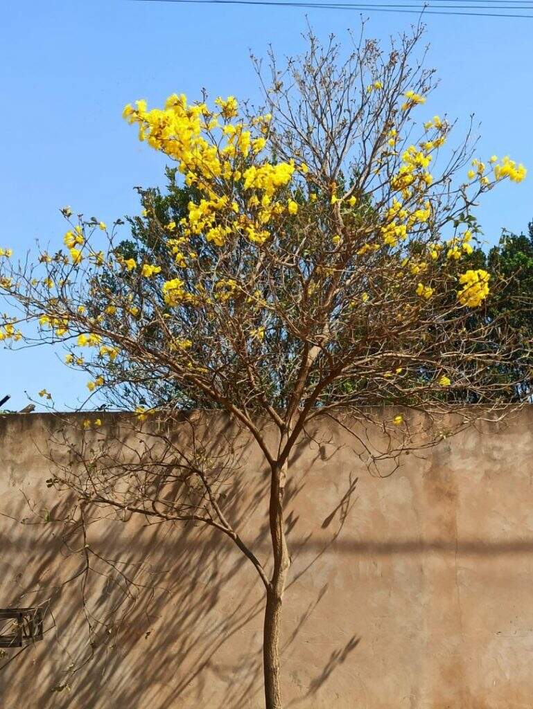 WhatsApp Image 2022 08 04 at 12.31.21 - Afetados pelas mudanças climáticas, ipês-amarelos florescem mais cedo em Campo Grande