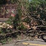 Moradores têm pedido de socorro ignorado e queda de árvore interdita rua em Campo Grande