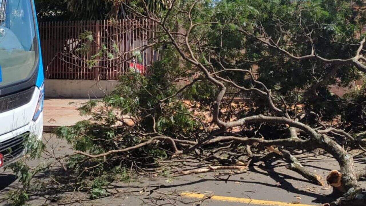 Moradores têm pedido de socorro ignorado e queda de árvore interdita rua em Campo Grande