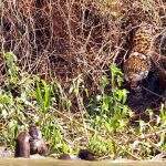 ‘Encontro de predadores’: bióloga flagra onça rosnando para ariranhas em rio de MS