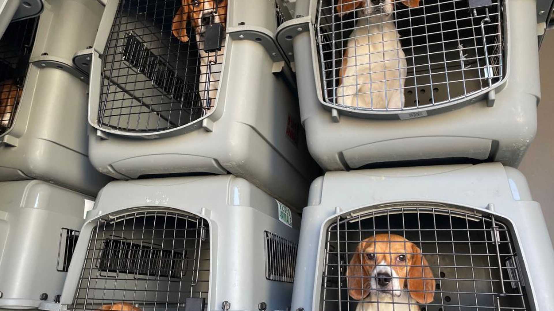 Mais de 4 mil cães beagles criados para experiência de laboratório são resgatados de fábrica nos EUA