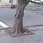 VÍDEO: Imagens mostram momento em que motorista derruba semáforo na Afonso Pena