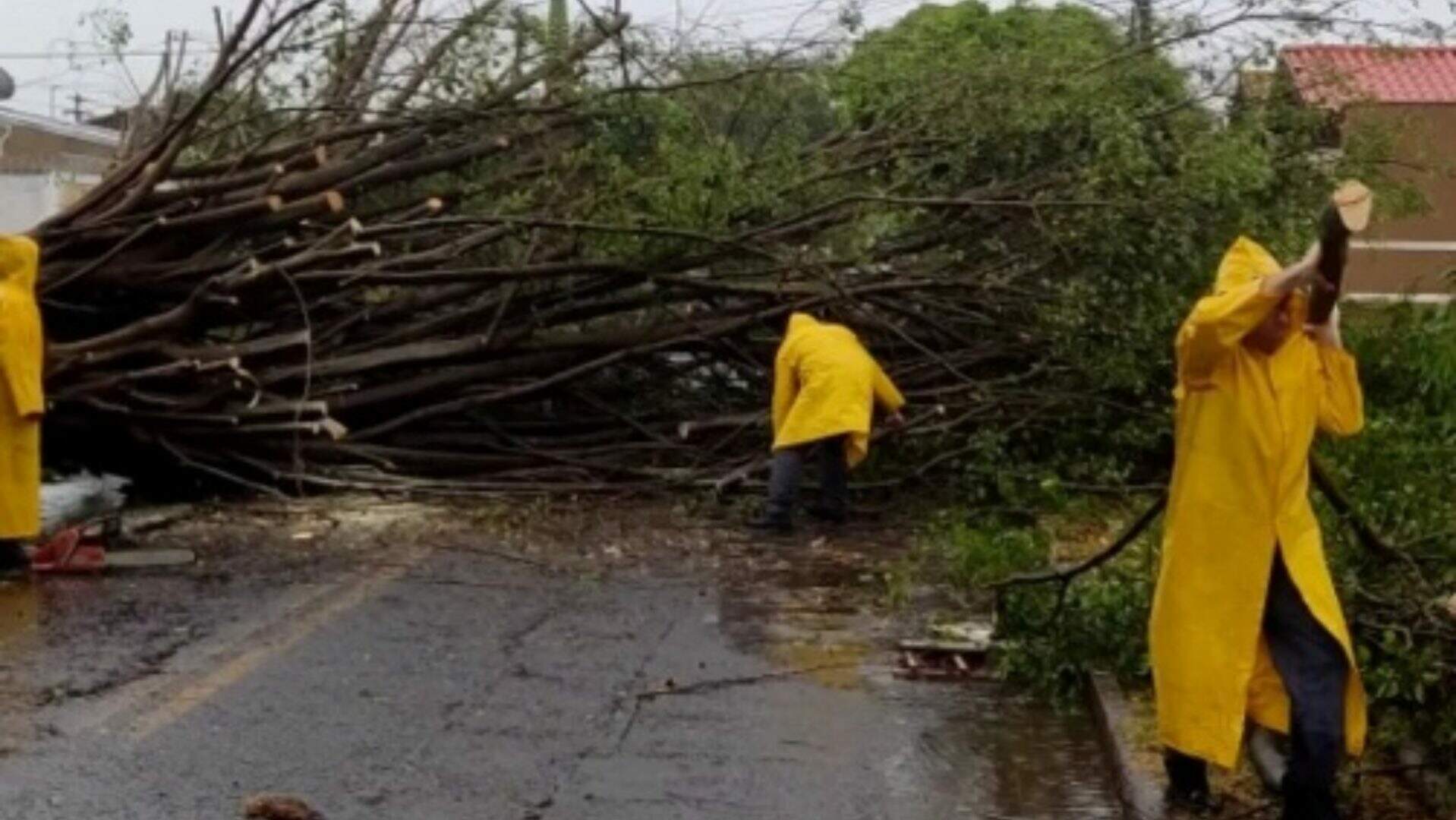 Árvore cai durante temporal e bloqueia rua no bairro Coophamat