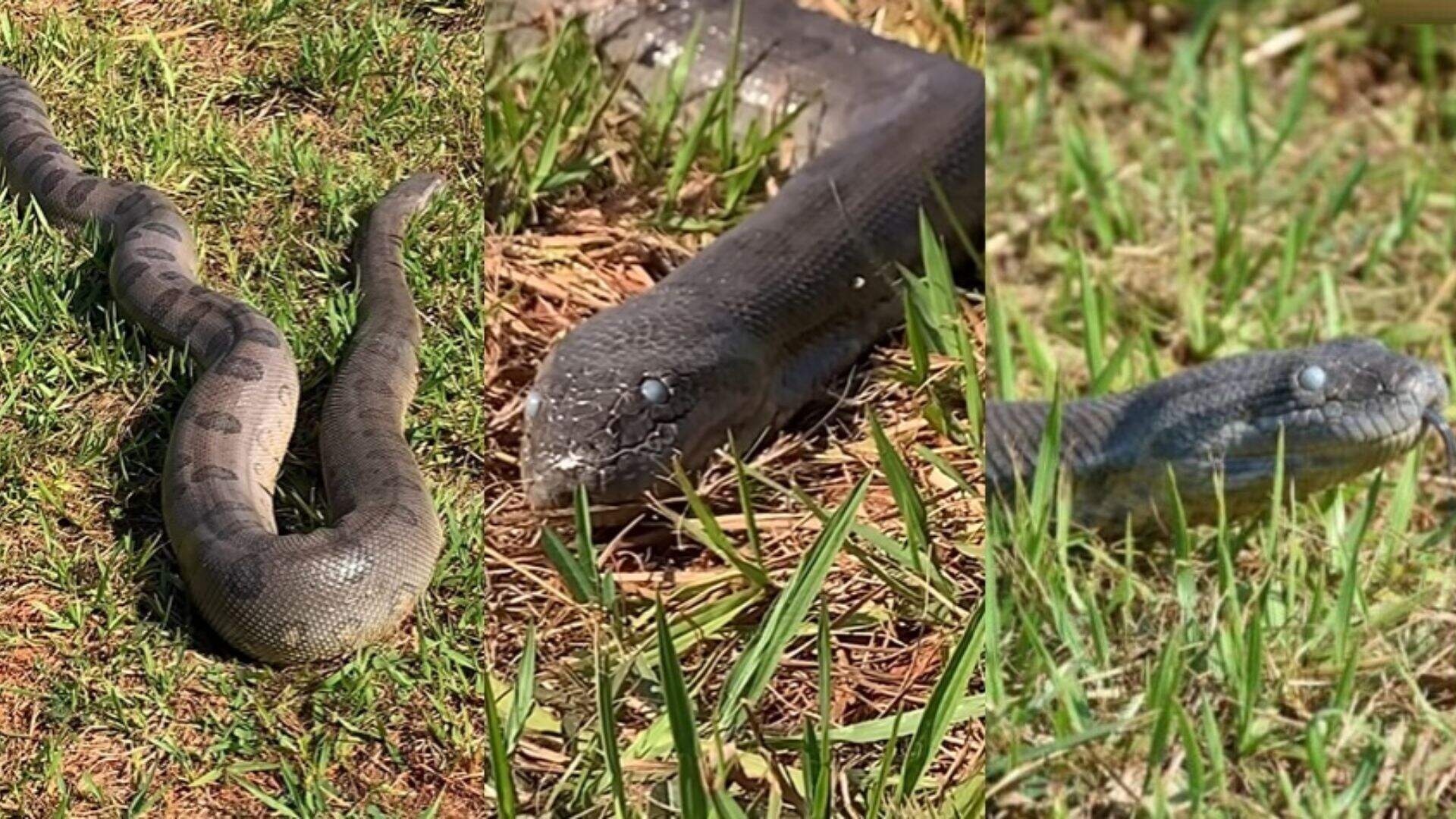 sucuri do bioparque