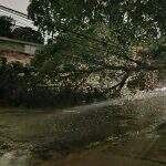 VÍDEO: Chuva derruba árvore, fiação e alaga avenida de Campo Grande