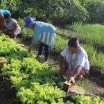 Mãos profissionais ajudam agricultura familiar e transformam escassez de alimentos em MS