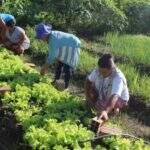 Mãos profissionais ajudam agricultura familiar e transformam escassez de alimentos em MS