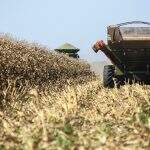 Safra de milho passa das 11 milhões de toneladas colhidas em Mato Grosso do Sul