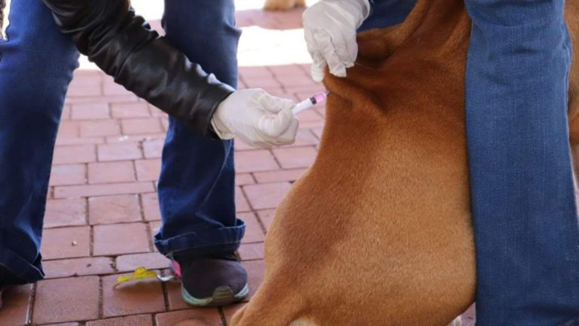 Moradores de Brasilândia podem agendar visita para vacinação contra raiva em cães e gatos