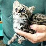 Em risco de extinção, filhote de gato-maracajá é capturado