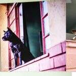 Cão ganha quadro e irmão seis anos após ficar famoso por contemplar Campo Grande pela janela