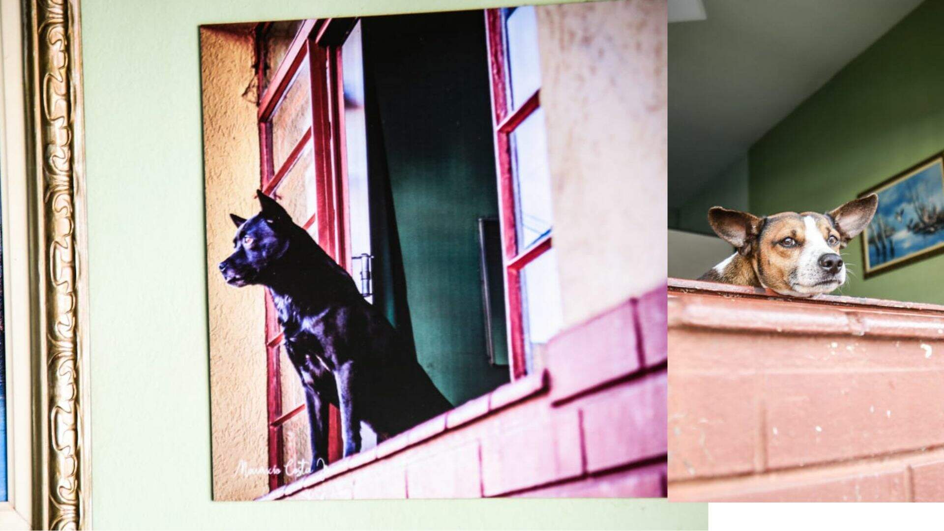 Cão ganha quadro e irmão seis anos após ficar famoso por contemplar Campo Grande pela janela