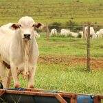 Governo pede retorno das exportações após caso de vaca louca e diz que preço será afetado