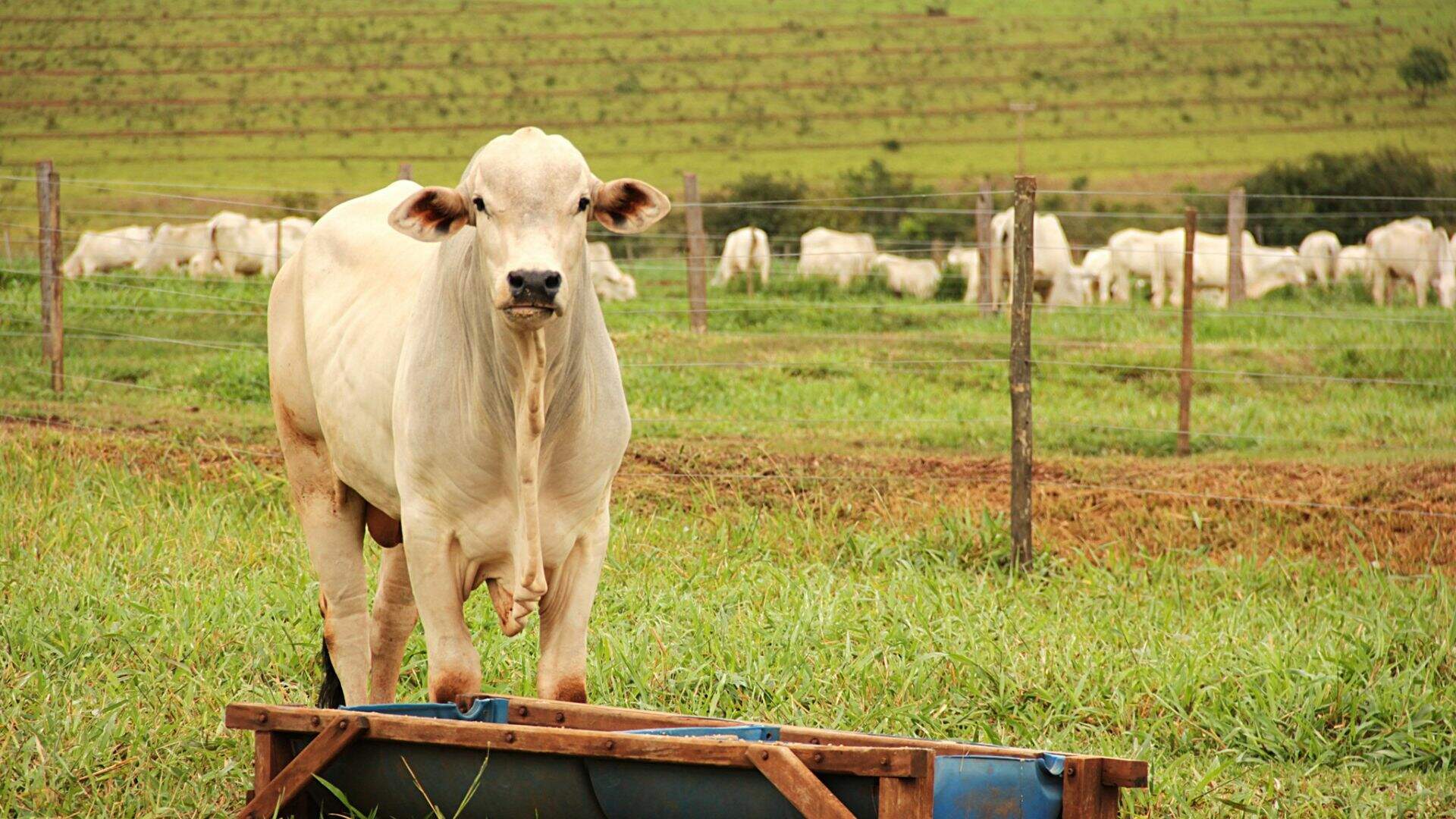 Mato Grosso do Sul perdeu 2,9 milhões de cabeças de gado na última década