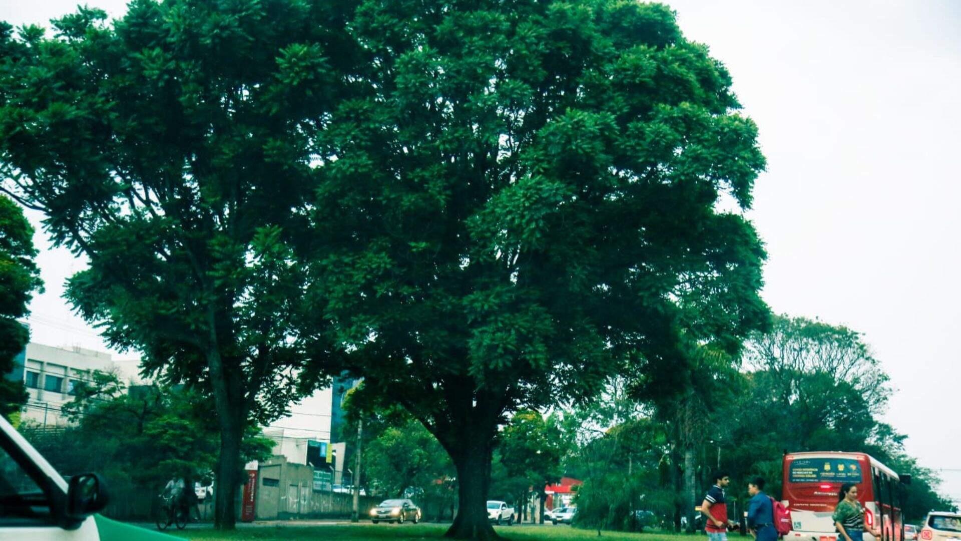 Prefeitura entrega mudas de árvores nativas para quem deseja plantar