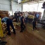 Polícia incinera mais de duas toneladas de drogas em Nova Andradina