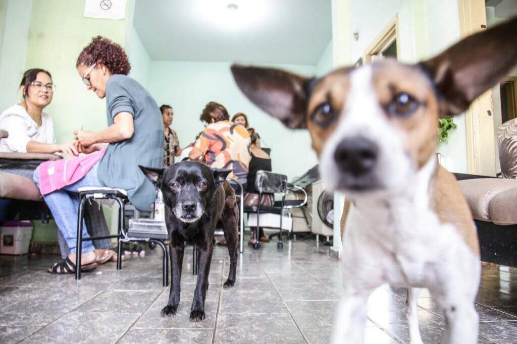 Cães são queridos por clientes em salão de beleza. Foto: Henrique Arakaki/Jornal Midiamax