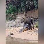 VÍDEO: Guia ganha 41 mil seguidores ao mostrar onça com jacaré na boca durante caça no Pantanal