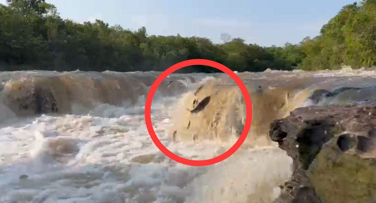 ‘No dia e hora certa’, pescadores flagram cardume de curimbas tentando subir cachoeira; veja o vídeo