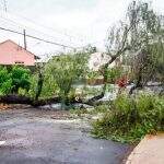 Árvore de 6 metros cai ‘aos poucos’ e interdita rua na Vila Planalto