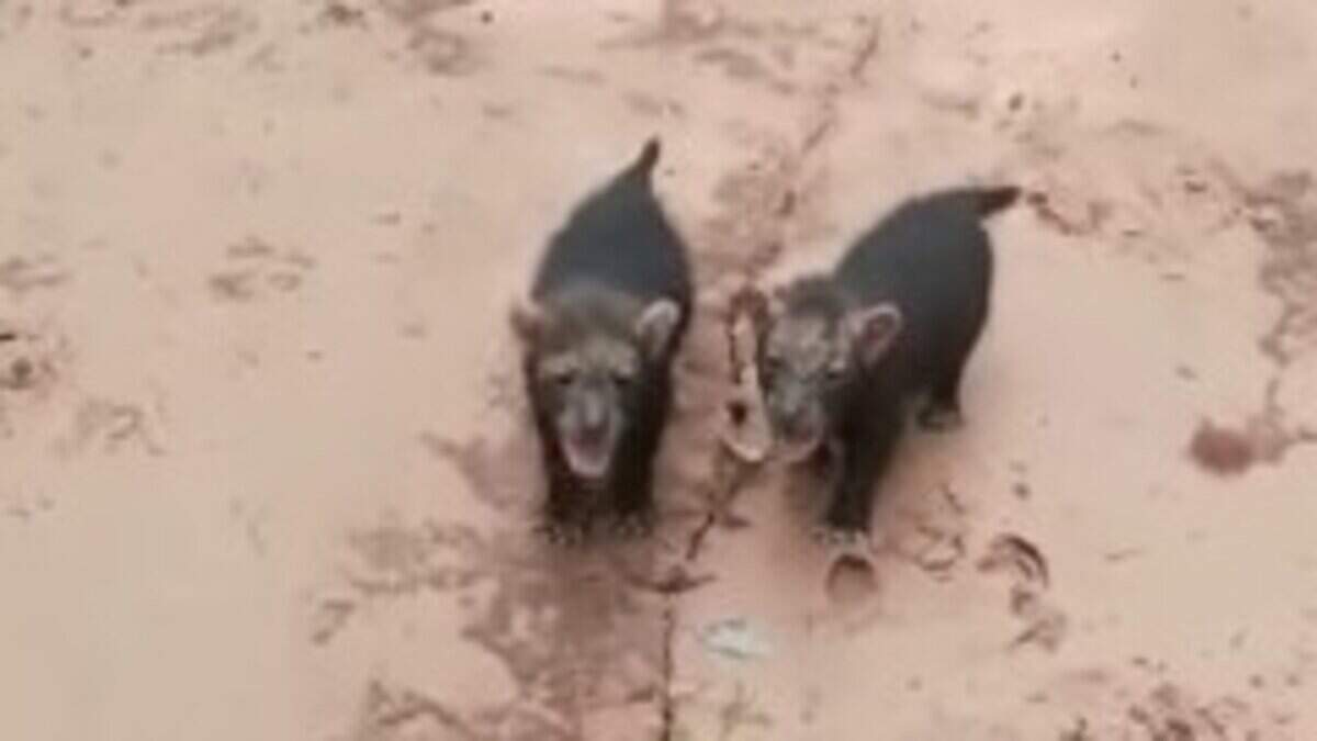 Rapaz faz filmagem rara de cachorros-vinagre caminhando em plantação no MS
