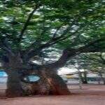 Árvore centenária da Praça Ary Coelho é tombada e fica protegida contra corte em Campo Grande
