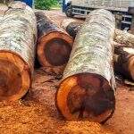 Extração de madeira em tora sobe 30% e atinge maior nível desde 2012, diz IBGE