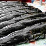 Governo de MS quer adiar proibição da pesca do pintado para novembro