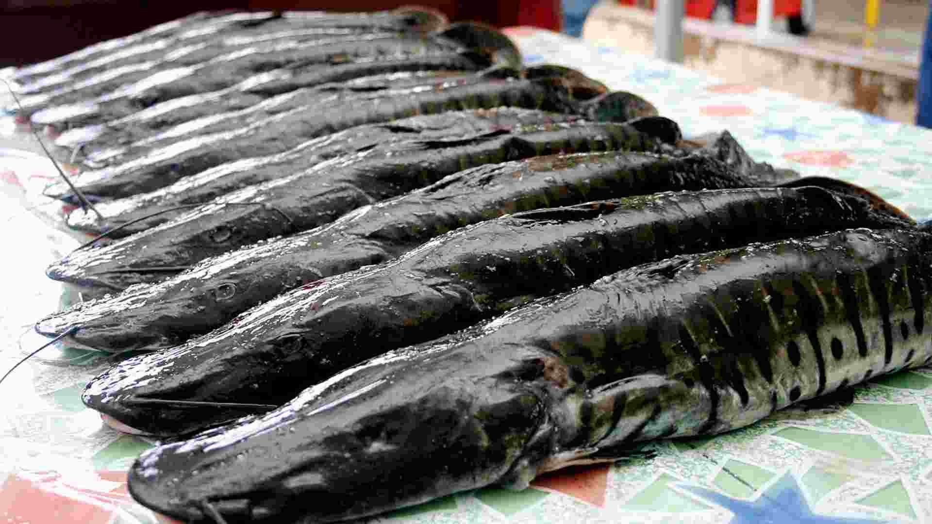 Governo de MS quer adiar proibição da pesca do pintado para novembro