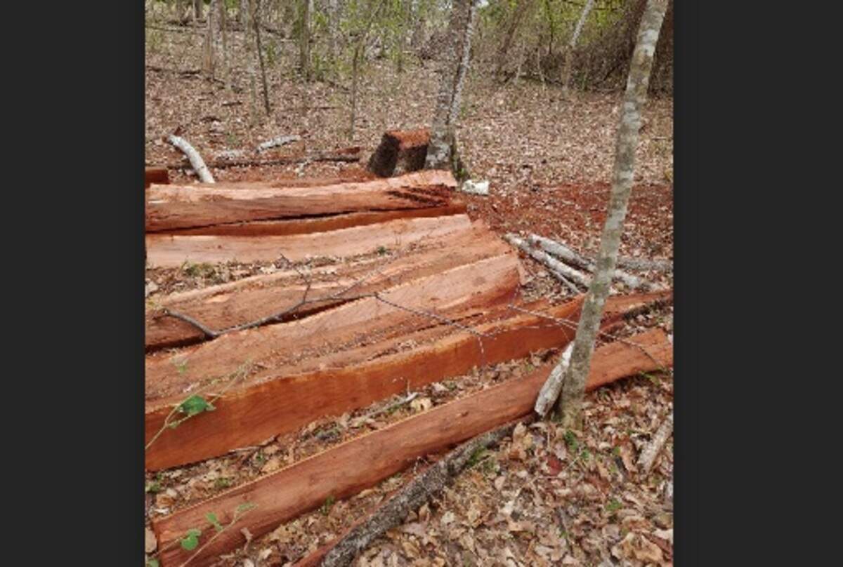 Comerciante é multado em R$ 5 mil por exploração de madeira em reserva legal
