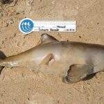 15 golfinhos são encontrados mortos no litoral de SP 
