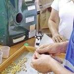 Sindicato Rural de Dourados oferece qualificação gratuita em 5 áreas