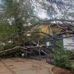 Árvore cai e destrói muro de associação de moradores do Coophatrabalho
