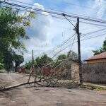 Queda de árvore interdita rua e danifica fiação elétrica na Vila Palmira