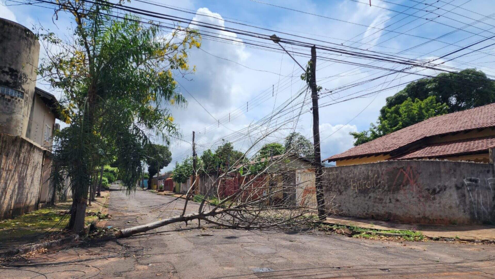 Queda de árvore interdita rua e danifica fiação elétrica na Vila Palmira
