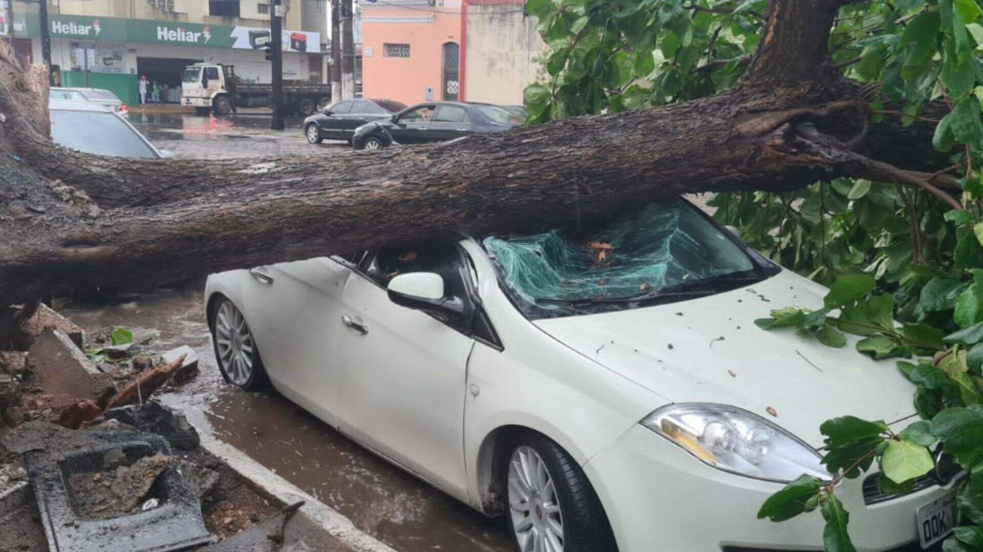 arvore chuva corumbá