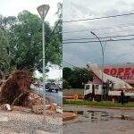 Ventania derruba árvores centenárias e destelha empresas durante temporal em Jardim