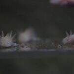 ‘Monstros aquáticos’, axalotes se reproduzem e bebês são nova atração no Aquário do Pantanal