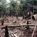 Perda de campos e florestas no Brasil em 20 anos equivale a 6% do território