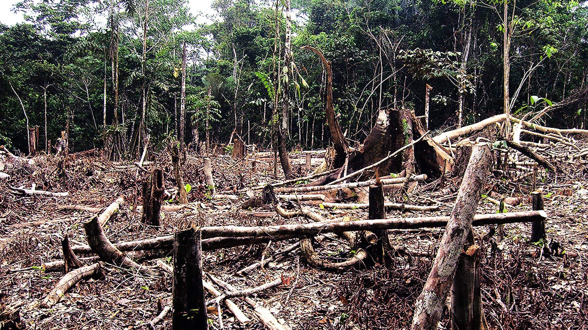 Desmatamento bate recorde no Cerrado; Amazônia registra queda em abril