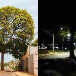 Asfalto chegou, mas árvore ficou no meio da rua e exigirá ‘transplante’ em Campo Grande