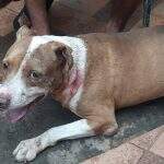 Pit bulls atacam cachorros, pedestres e um deles é morto a tiros por PM em Campo Grande