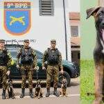 Exército recebe filhotes de Pastor Belga para serem adestrados e se tornarem cães de guerra
