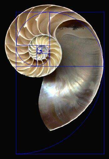 Concha do Caracol Nautilus com a Proporção Áurea.